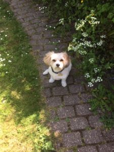 Alfie in the garden 09.05.20