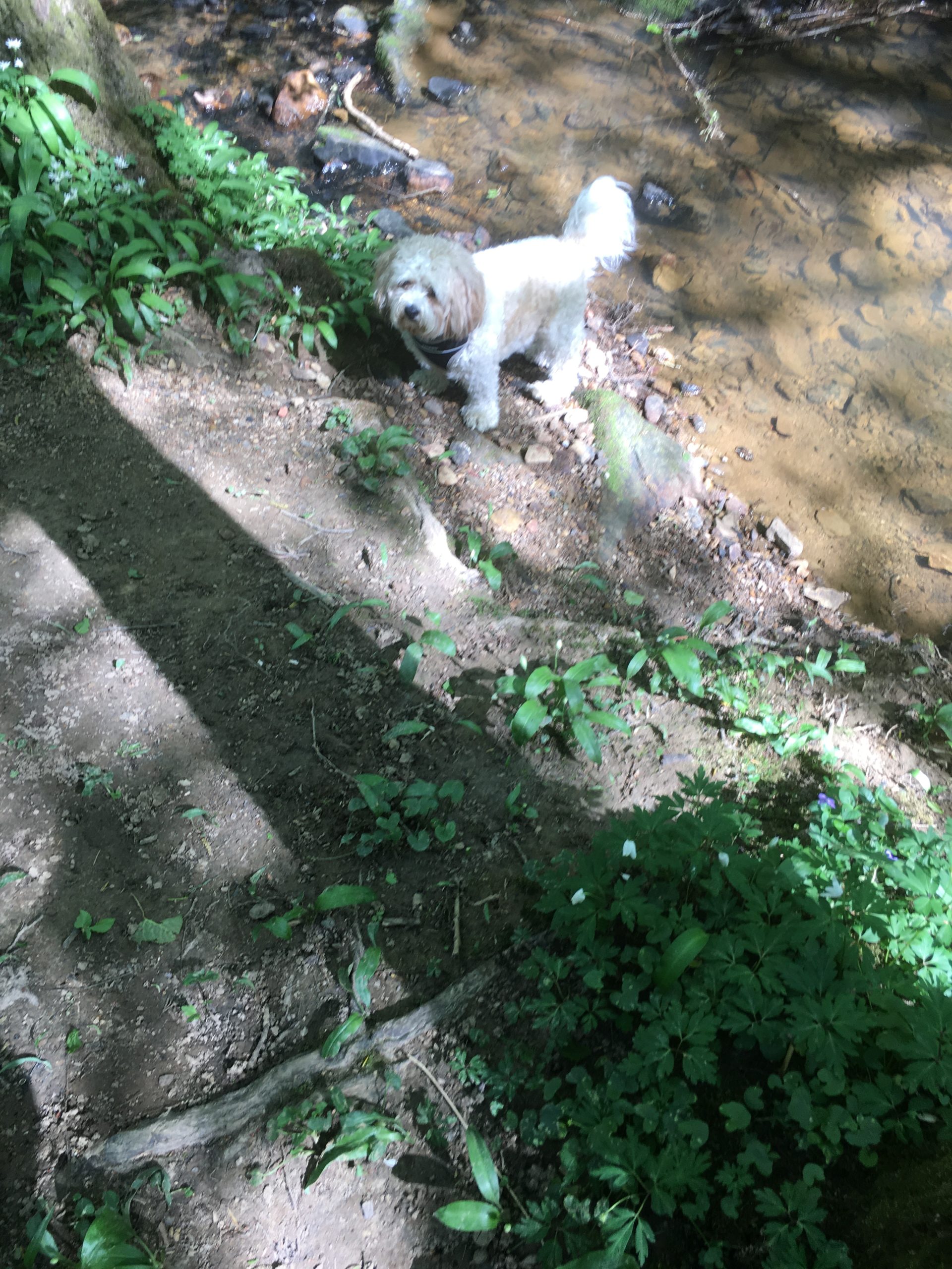 Alfie having a drink in Darwell May 2020